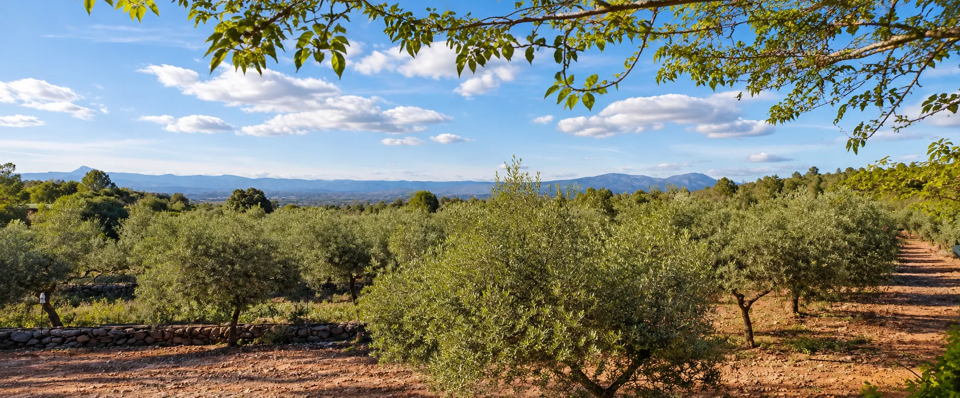 Paisaje de olivos y monte mediterráneo bajo un cielo azul